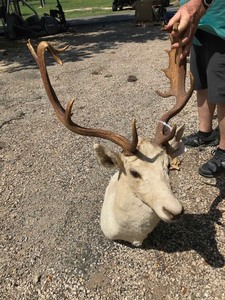 lot 49 image: Fallow Deer Mount