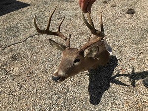 lot 50 image: Whitetail Deer Mount