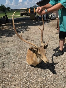 lot 51 image: Axis Deer Mount