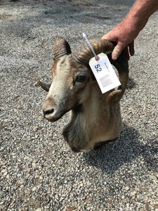 lot 52 image: Ram Mount