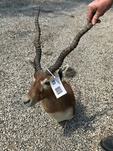 lot 53 image: Black Buck Mount