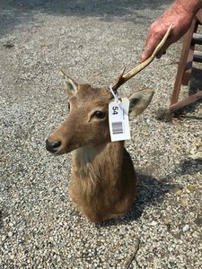 lot 54 image: Old Deer Mount missing one horn