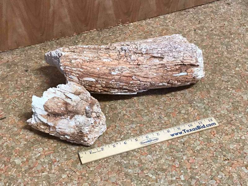 lot 134 image: Petrified Wood