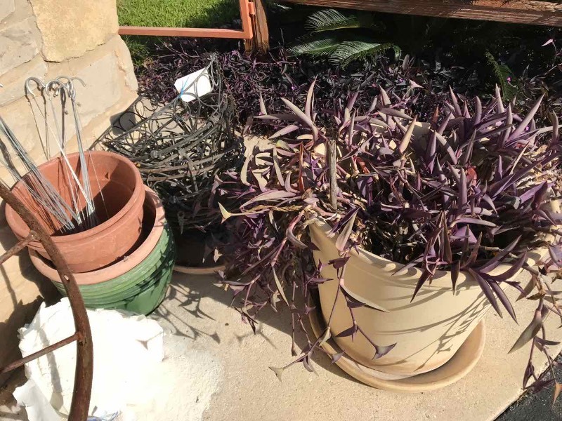 lot 643 image: Large Ceramic Pot of Purple Tradescantia, Wire Hanging Baskets, Plastic Pot