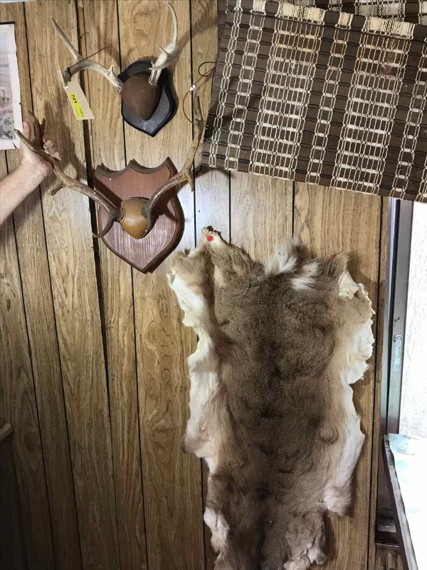 lot 721 image: Deer Antlers & Hide