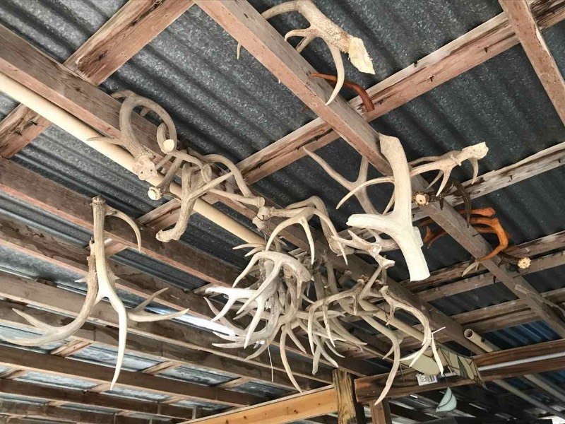 lot 740 image: Antlers on Ceiling