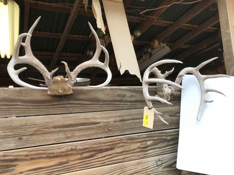 lot 779 image: (2) Deer Antler Racks