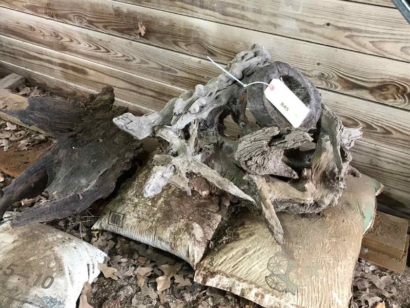 lot 845 image: Cool Pieces of Wood Stumps