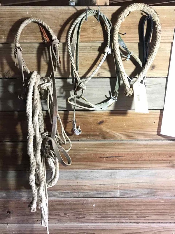 lot 858 image: Breaking Halters, Bolsol