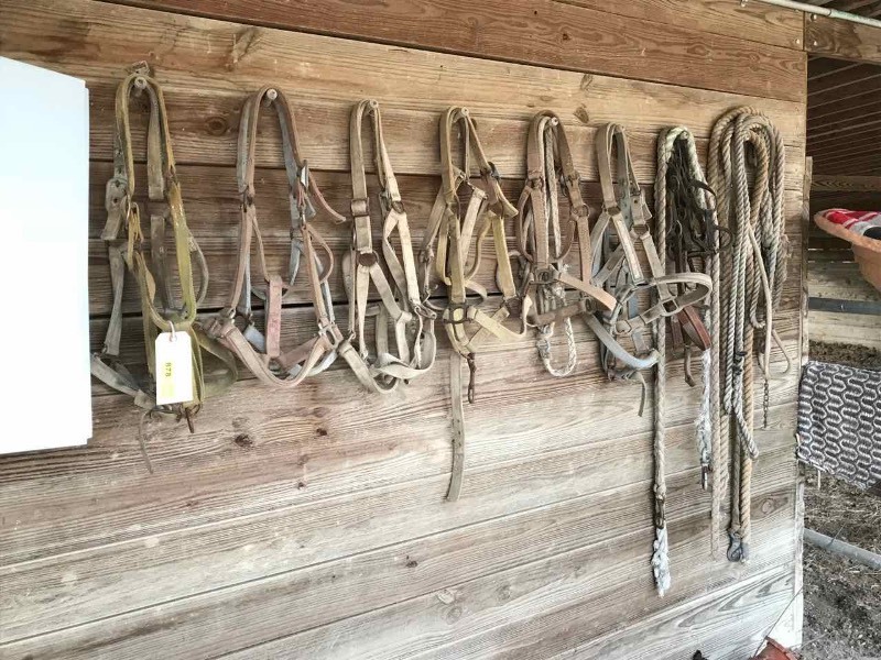 lot 878 image: Halters & Lead Ropes