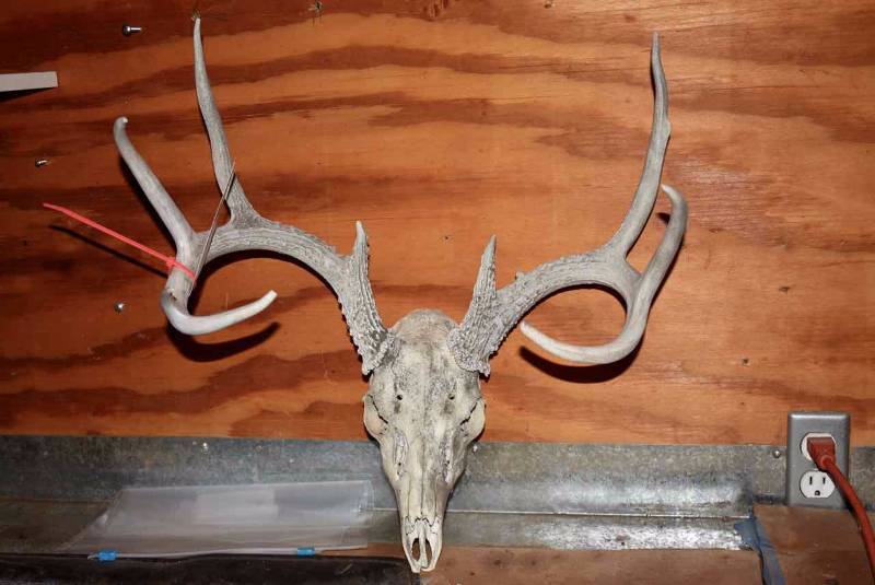 lot 189 image: Whitetail 9pt Deer Skull