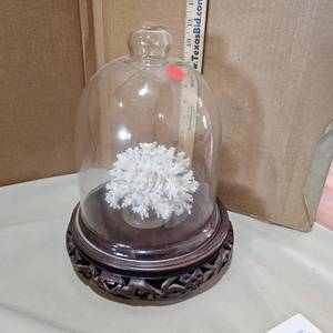 lot 790 image: Bell jar with coral