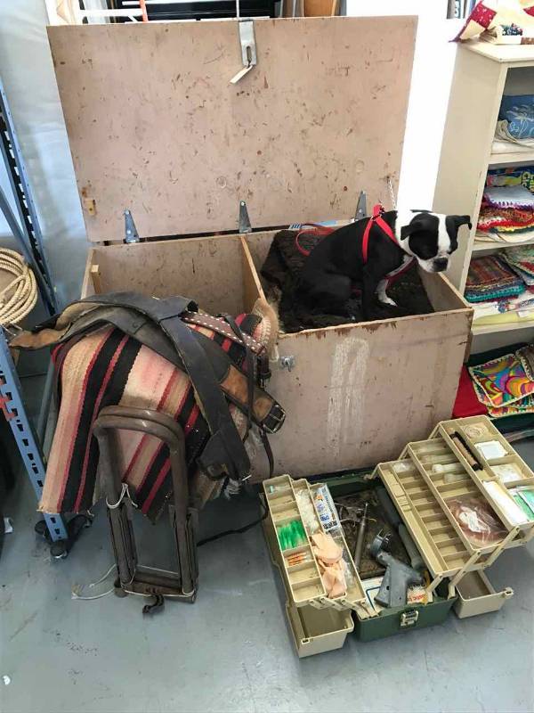 lot 229 image: Horse-Tack Chest, Asst. Saddle Pads, Grooming Tools, Etc.