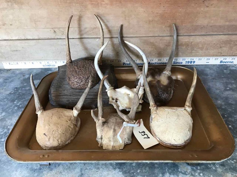 lot 357 image: Spike Deer Horns