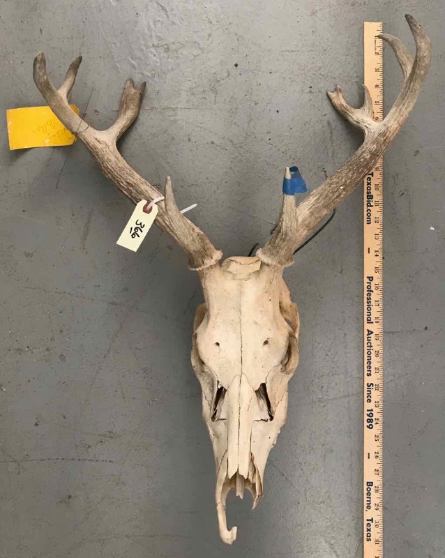 lot 366 image: (1) Set of Deer Horns