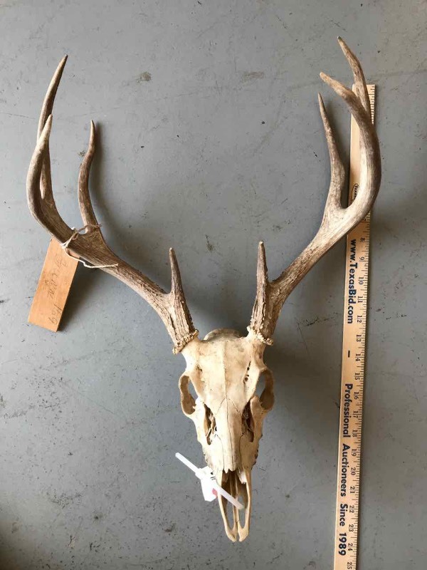 lot 367 image: (1) Set of Deer Horns