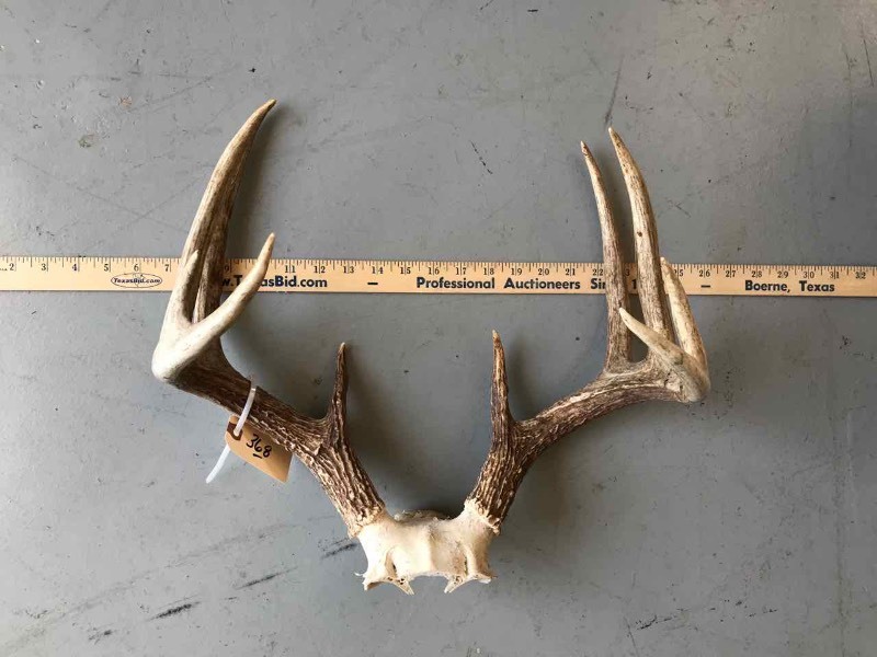 lot 368 image: (1) Set of Deer Horns