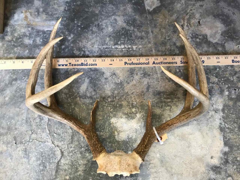 lot 369 image: (1) Set of Deer Horns