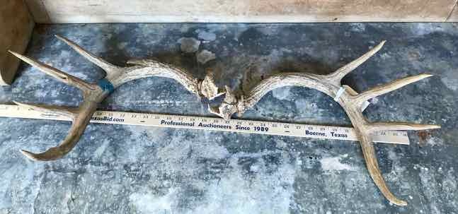 lot 370 image: (1) Set of Deer Horns