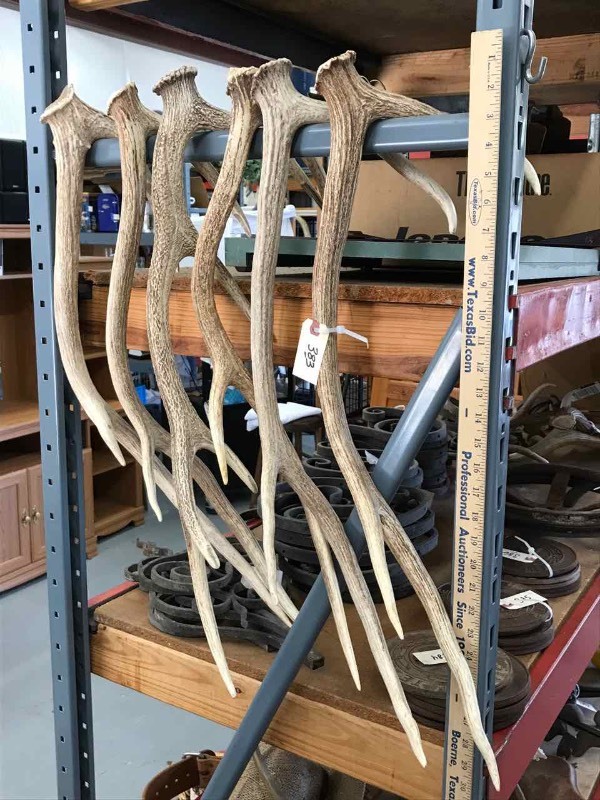 lot 383 image: (6) Axis Antlers