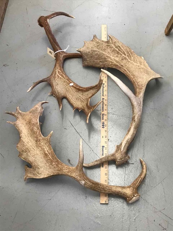 lot 388 image: (3) Fallow Deer Antlers