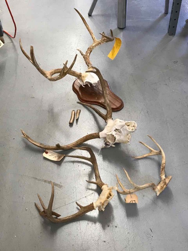 lot 393 image: (4) Sets of Deer Horns