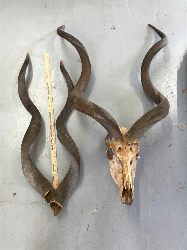 lot 446 image: (4) Kudu Horns
