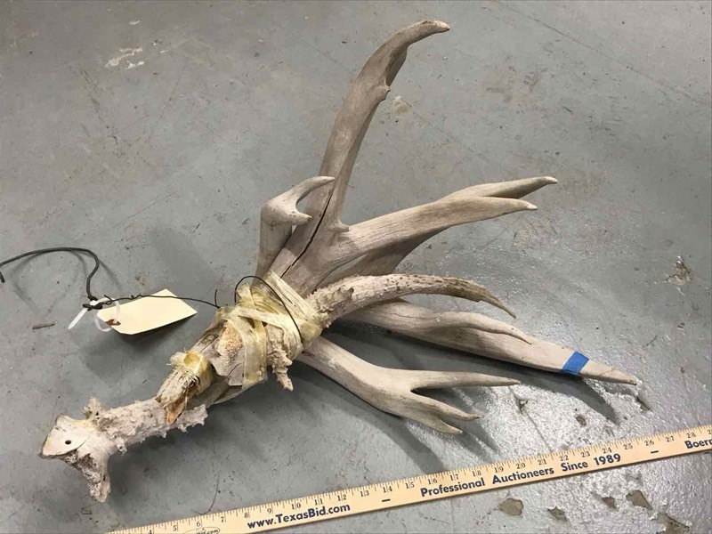 lot 141 image: Horns