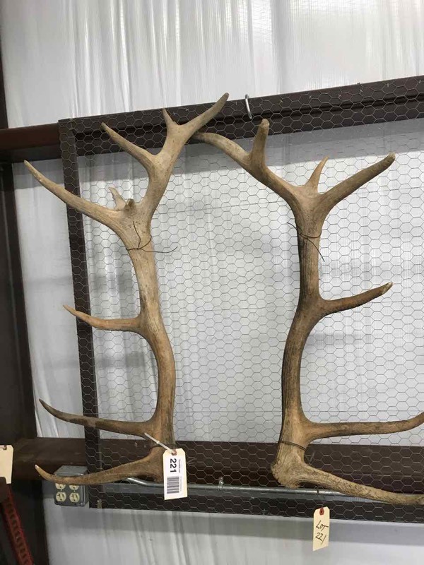 lot 221 image: (2) Antlers  Elk