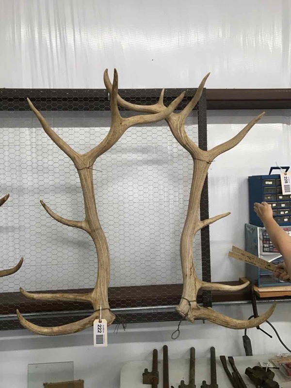 lot 222 image: (2) Antlers  Elk