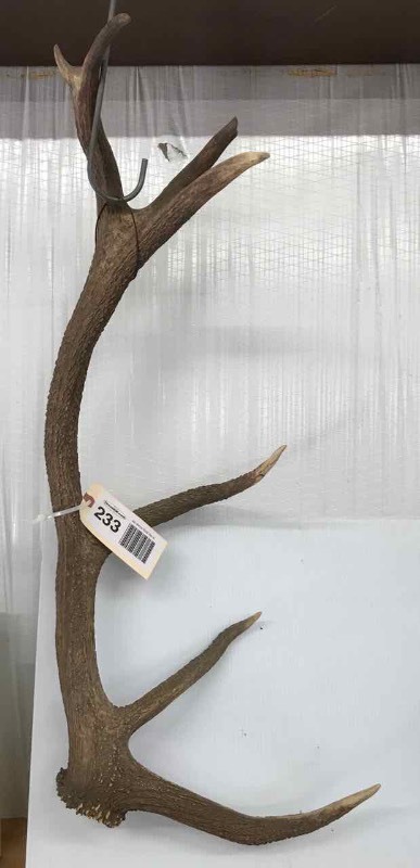 lot 233 image: (1) Antler (apprx. 30)