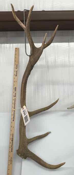 lot 234 image: (1) Antler (apprx. 36)
