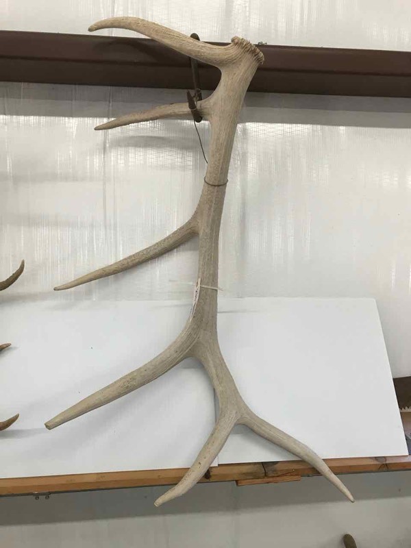 lot 235 image: (1) Antler (apprx. 50)