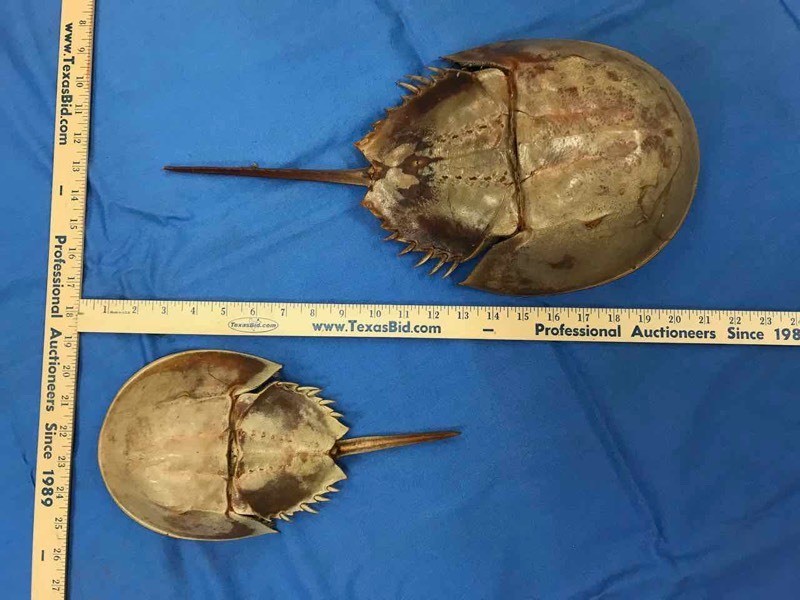 lot 51 image: Horseshoe Crab Shells