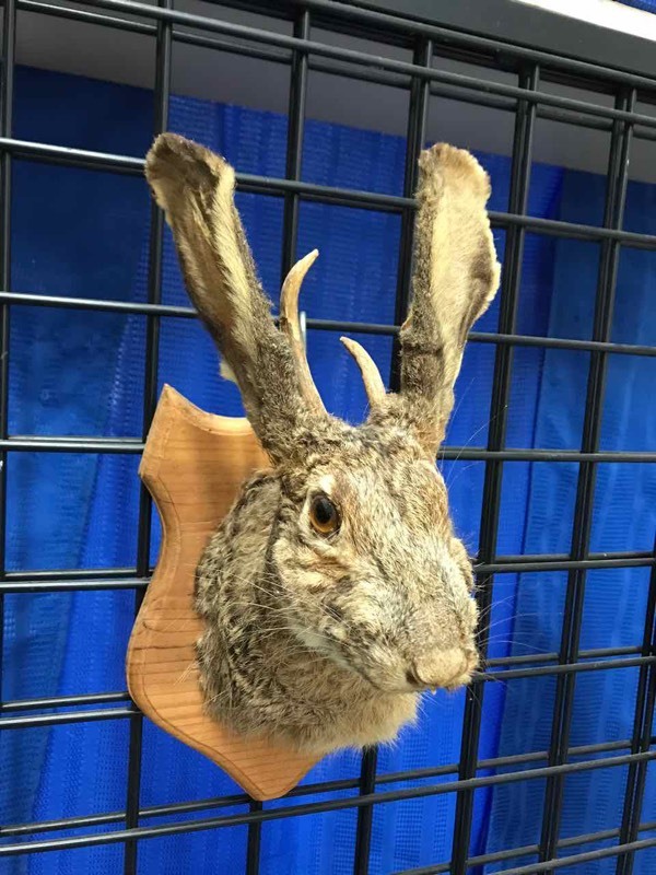 lot 92 image: Taxidermy Fearsome Creature, Jackalope (Brown Hare)
