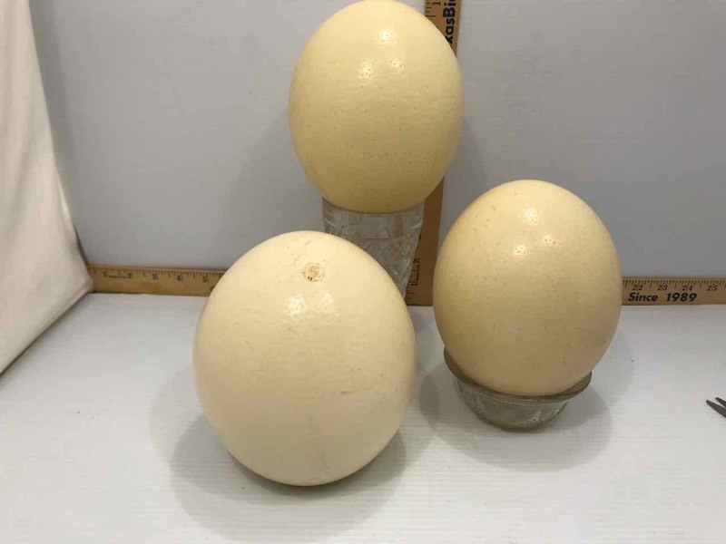 lot 124 image: (3) Larger Egg Shells (natural)