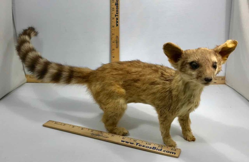 lot 364 image: Taxidermy Notorious Nocturnal Ringtail