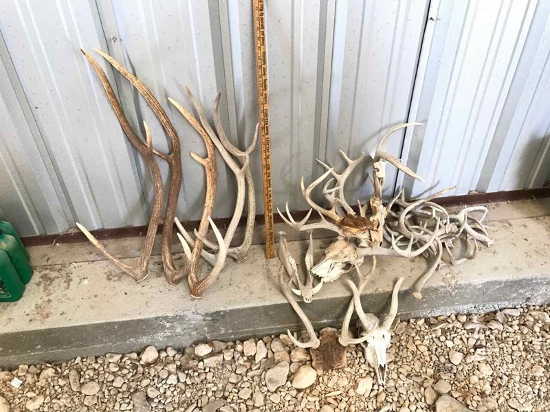 lot 859 image: Antlers Black Buck, Axis, Whitetail and a Hog Jaw