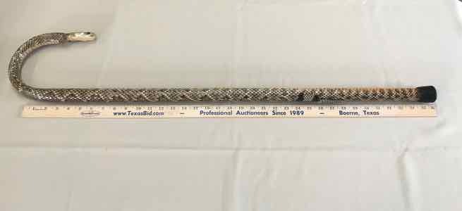 lot 118 image: Cane Rattlesnake with Rattle