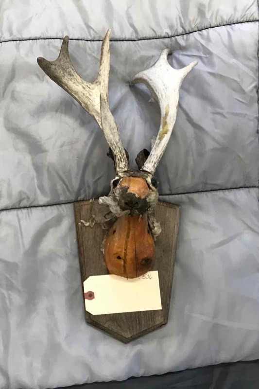 lot 536 image: Jack-a-Lope Form with Horns (rather bedraggled)