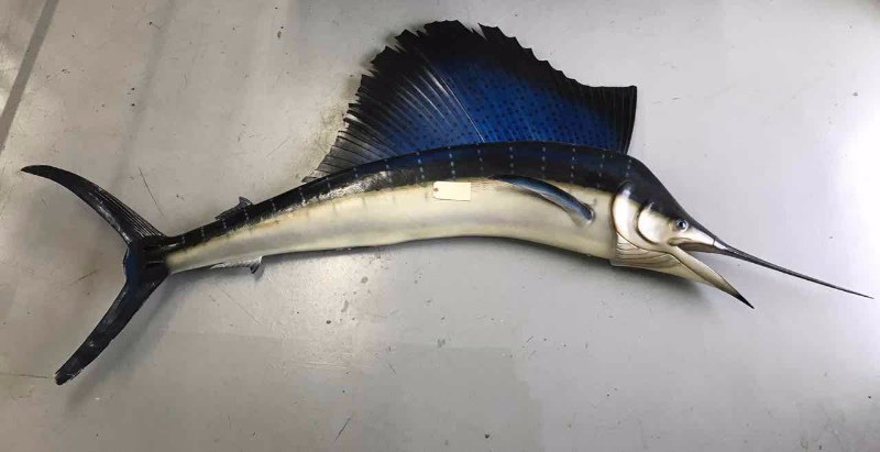 lot 651 image: Billfish (damage to nose, tail, fin)