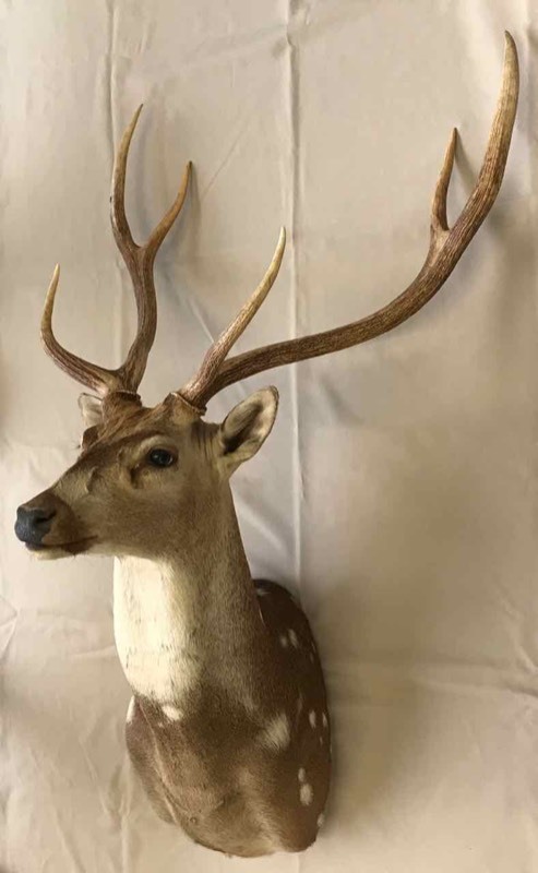 lot 671 image: Taxidermy  Axis Mount