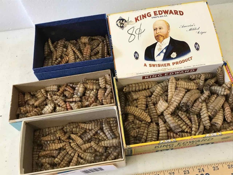 lot 80 image: Rattlesnake Rattles