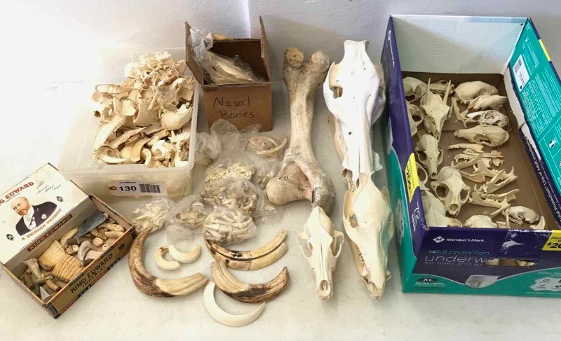 lot 130 image: Taxidermy  Asst. Animal Skulls