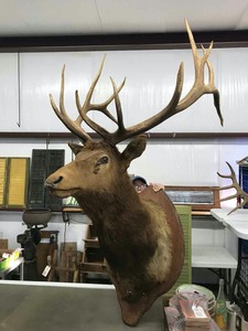 lot 5 image: Elk