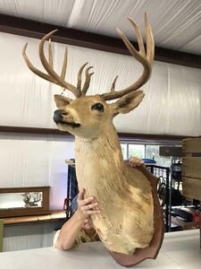 lot 6 image: Antique Mule Deer Mount