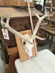 lot 44 image: Deer Skull