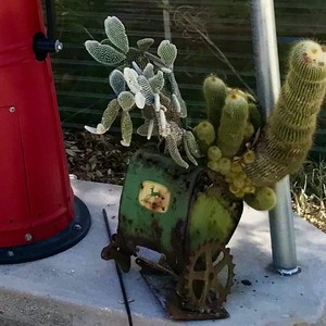lot 235 image: John Deere Implement Part Planter with Cactus
